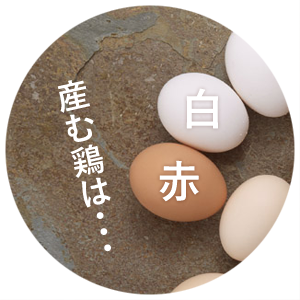 白卵を産む鶏と赤卵を産む鶏はどう違うの?